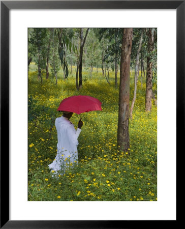 Ethiopian Woman Holding A Red Umbrella In A Field Of Eucalyptus And Blooming Yellow Meskel Flowers by Gavin Hellier Pricing Limited Edition Print image