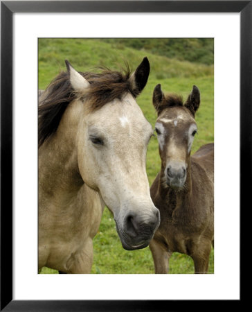 Connemara Ponies, County Galway, Connacht, Republic Of Ireland (Eire), Europe by Gary Cook Pricing Limited Edition Print image