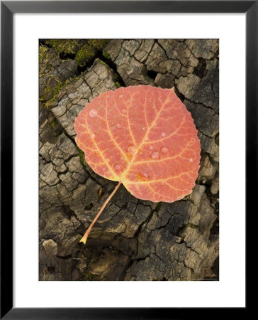 Red Aspen Leaf With Water Drops, Near Telluride, Colorado, United States Of America, North America by James Hager Pricing Limited Edition Print image