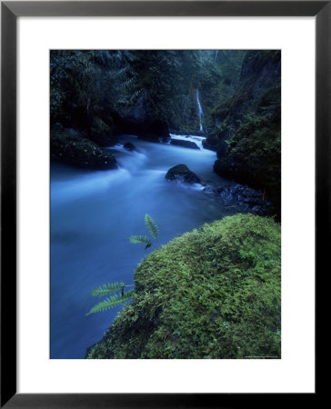 Licorice Fern, Near Dosewallips, Olympic National Park, Washington State, Usa by Aaron Mccoy Pricing Limited Edition Print image