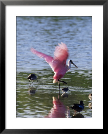 Roseate Spoonbill (Ajaia Ajaja), J. N. Ding Darling National Wildlife Refuge, Florida by James Hager Pricing Limited Edition Print image