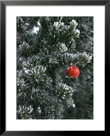 Holiday Ornament Hanging On Snow Dusted Pinion Tree, Colorado by Kate Thompson Pricing Limited Edition Print image