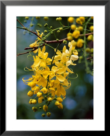 Cluster Of Flowers Cascades From A Golden Shower Tree by Jason Edwards Pricing Limited Edition Print image