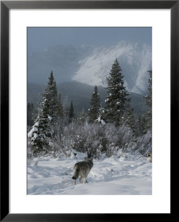 Gray Wolf, Canis Lupus, Passes Through A Snowy Mountain Landscape by Jim And Jamie Dutcher Pricing Limited Edition Print image