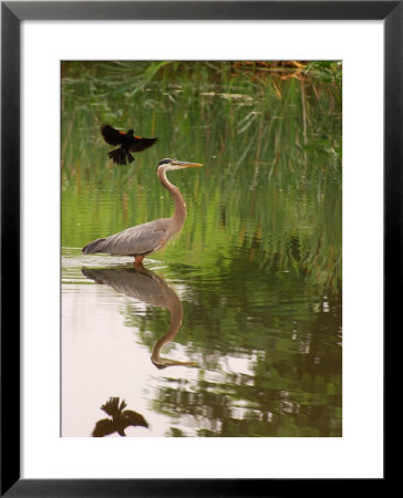 Great Blue Heron In A Pond Is Mobbed By A Male Red Winged Blackbird, Arlington, Massachusetts, Usa by Darlyne A. Murawski Pricing Limited Edition Print image