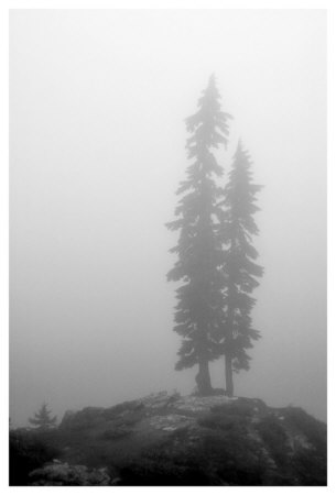 Two Trees On Mount Washington by Shane Settle Pricing Limited Edition Print image