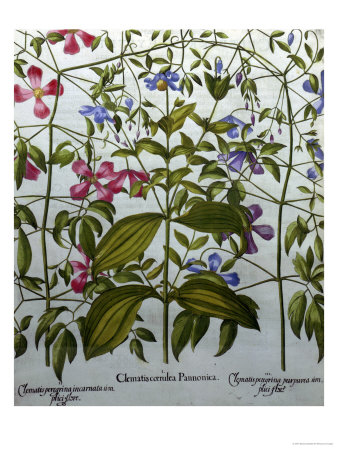 Clematis Coerulea Pannonica by Basilius Besler Pricing Limited Edition Print image