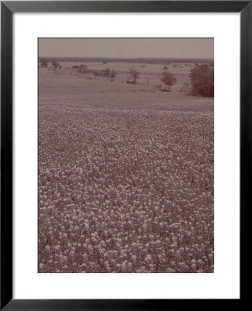 Bluebonnets, Texas by J. R. Eyerman Pricing Limited Edition Print image