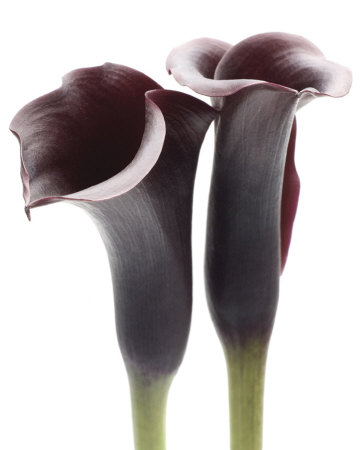 Zantedeschia by Ben Davies Pricing Limited Edition Print image