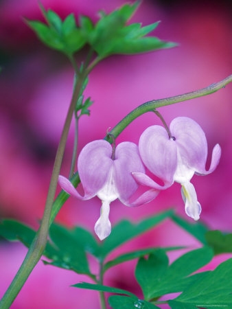 Bleeding Hearts Connecting In Garden by Nancy Rotenberg Pricing Limited Edition Print image