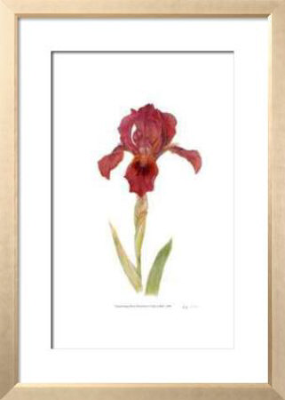 Dwarf Bearded Iris by Pamela Stagg Pricing Limited Edition Print image