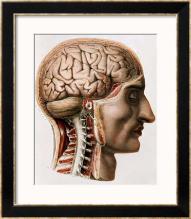 The Brain, Plate From Traite Complet De L'anatomie De L'homme  1866-67 by Nicolas Henri Jacob Pricing Limited Edition Print image