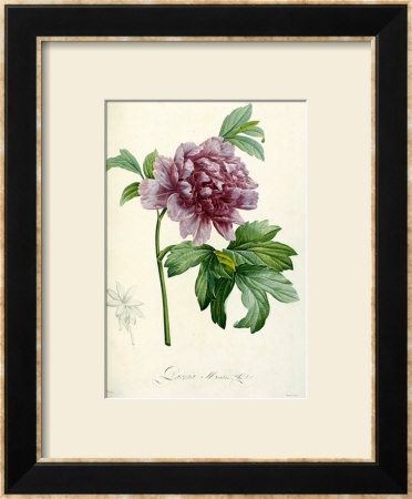 Hand Colored Engraving Of A Peony, 1812-1814 by Pierre-Joseph Redouté Pricing Limited Edition Print image