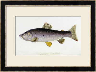 Watercolour Of A Trout, Early 19Th Century by Sarah Bowdich Pricing Limited Edition Print image