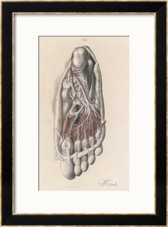 First And Second Stages Of The Dissection Of The Sole Of The Foot by G.H. Ford Pricing Limited Edition Print image