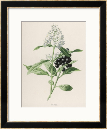 Privet by F. Edward Hulme Pricing Limited Edition Print image