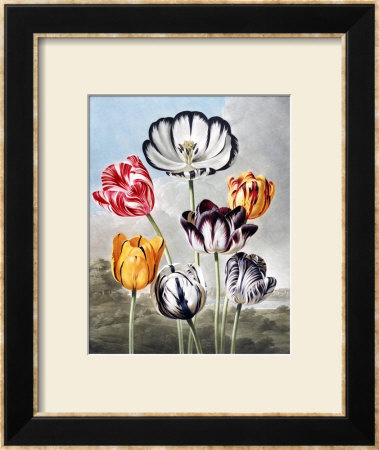 Tulips by Robert John Thornton Pricing Limited Edition Print image