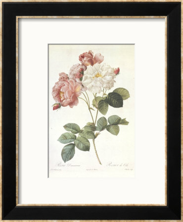 Rosa Indica by Pierre-Joseph Redouté Pricing Limited Edition Print image