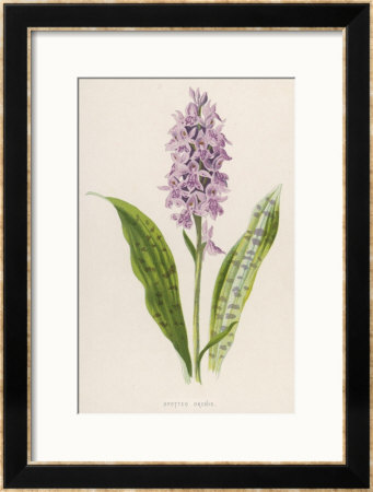 Spotted Orchis by F. Edward Hulme Pricing Limited Edition Print image