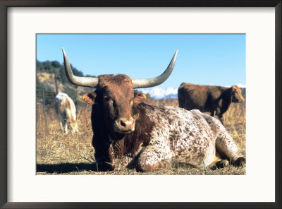 Texas Longhorn, Resting, Colorado, Usa by Philippe Henry Pricing Limited Edition Print image