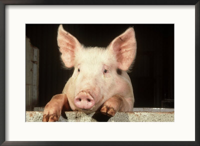 Large White Cross Landrace Pig Peering Over Sty Wall, Yorkshire, Uk by Mark Hamblin Pricing Limited Edition Print image