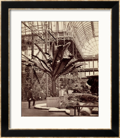 Tropical Plants In The Egyptian Room, Crystal Palace, Sydenham, 1854 by Philip Henry Delamotte Pricing Limited Edition Print image