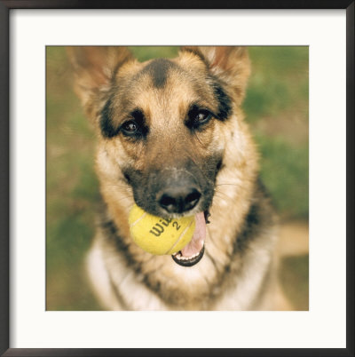 Dog Holding Tennis Ball by Peter Ciresa Pricing Limited Edition Print image