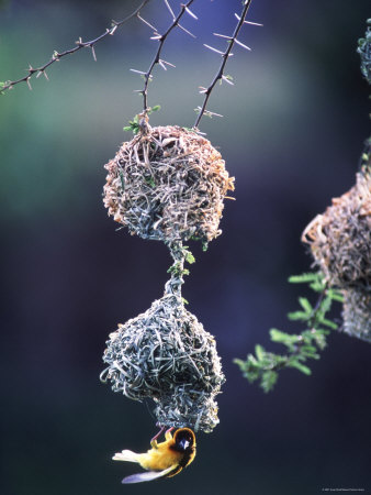 Weaver Bird At Nest Entrance (Ploceidae) Masai Mara Kenya by Anup Shah Pricing Limited Edition Print image