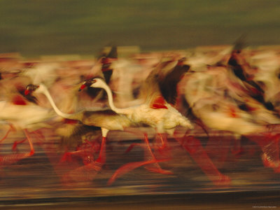 Flock Of Lesser Flamingo Chicks Running, Lake Nakuru, Kenya by Anup Shah Pricing Limited Edition Print image