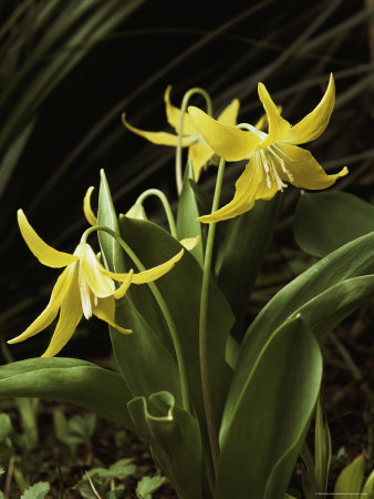 Cluster Of Golden Glacier Lilies by Sylvia Sharnoff Pricing Limited Edition Print image