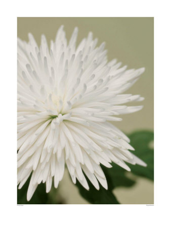 Chrysanthemum by George Doyle Pricing Limited Edition Print image