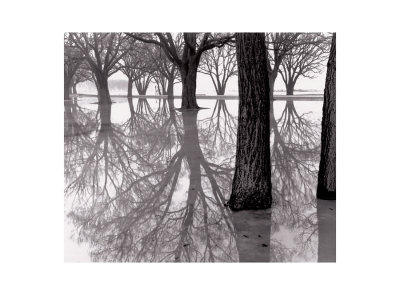 Trees, Western Beaches by Ahmed Sirry Pricing Limited Edition Print image