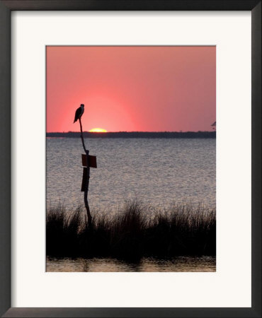 Osprey Perched At Sunset On Abelmarle Sound, Kitty Hawk, North Carolina, Usa by David R. Frazier Pricing Limited Edition Print image