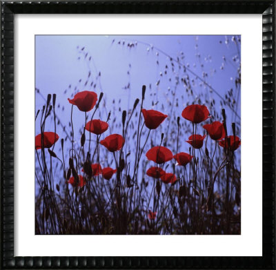 Red Poppies Growing In A Grassy Field by Paul Schutzer Pricing Limited Edition Print image