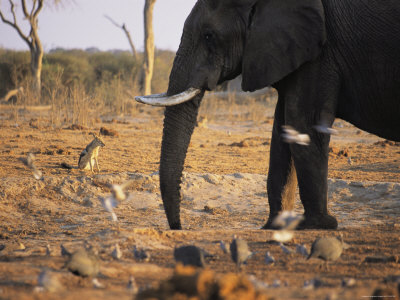 A Wild Dog Observes An African Elephant by Beverly Joubert Pricing Limited Edition Print image