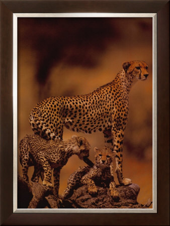 African Cheetah by Gerry Ellis Pricing Limited Edition Print image