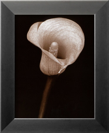 Cala Lily by Prades Fabregat Pricing Limited Edition Print image