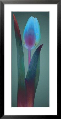 Tulip Chromatics I by Robert Mertens Pricing Limited Edition Print image
