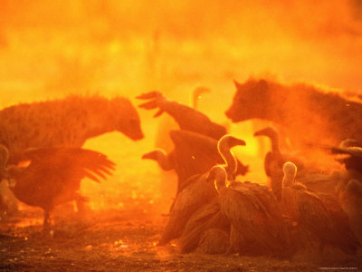 Spotted Hyenas And Vultures Squabbling Over The Carcass Of An Elephant, Botswana by Beverly Joubert Pricing Limited Edition Print image