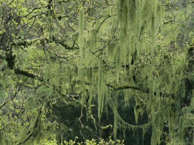 Lake Lichen Hanging From Tree Branches by Stephen Sharnoff Pricing Limited Edition Print image