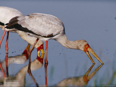 A Yellow-Billed Stork On The Hunt In Shallow Water by Beverly Joubert Pricing Limited Edition Print image