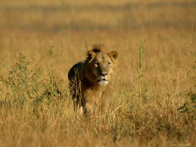 A Male African Lion Moves Through The Brush by Beverly Joubert Pricing Limited Edition Print image