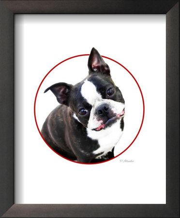 Cute As A Button Boston Terrier by Patti Meador Pricing Limited Edition Print image