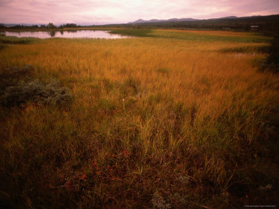 Grassland And Lake At Sunset, Sor-Trondelag, Norway by Jon Davison Pricing Limited Edition Print image