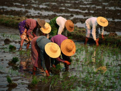 Women Planting Rice Seedlings, Nyaungshwe, Shan State, Myanmar (Burma) by Bernard Napthine Pricing Limited Edition Print image