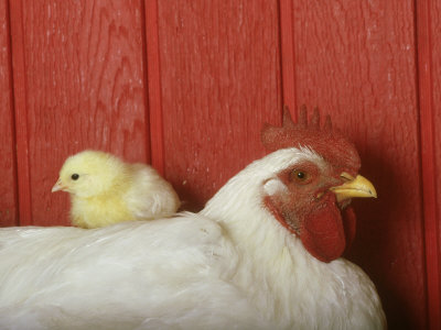 Baby Chicken Sitting On Top Of Rooster by Alan And Sandy Carey Pricing Limited Edition Print image