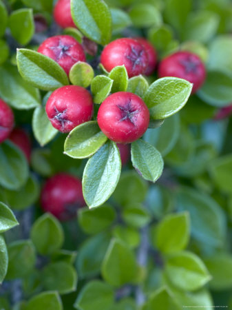 Cotoneaster Horizontalis, Berries by Kidd Geoff Pricing Limited Edition Print image