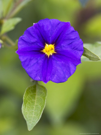 Paraguay Nightshade, Solanum Rantonnetii by Kidd Geoff Pricing Limited Edition Print image