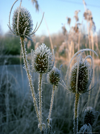 Teasel, New Forest by Terry Heathcote Pricing Limited Edition Print image