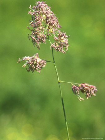Cockfoots Grass, Flowering Seed Head by David Boag Pricing Limited Edition Print image